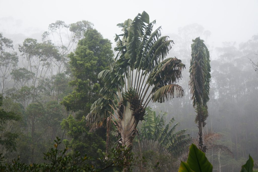 ANDASIBE - MADAGASCAR