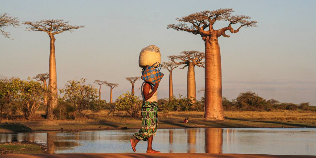 ALLÉE DES BAOBABS - MADAGASCAR