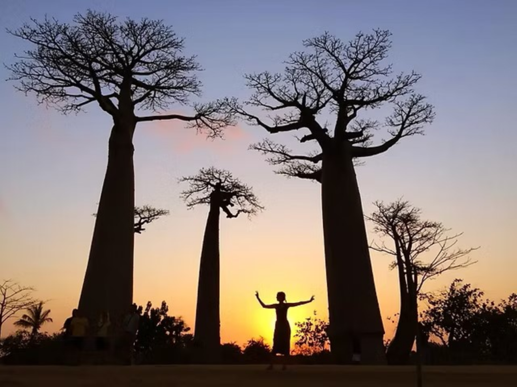 ALLÉE DES BAOBABS - MADAGASCAR
