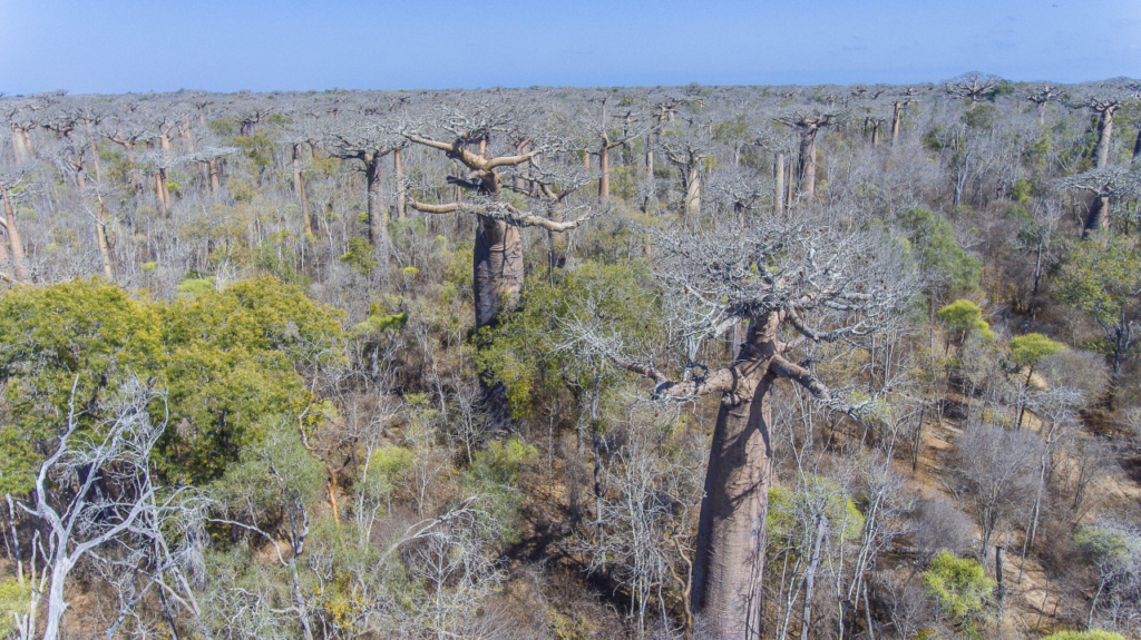 ALLÉE DES BAOBABS - MADAGASCAR