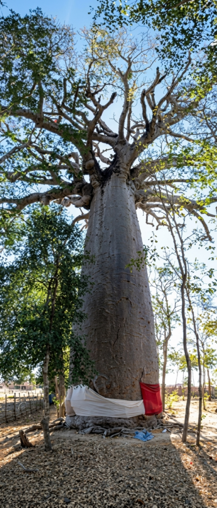 ALLÉE DES BAOBABS - MADAGASCAR