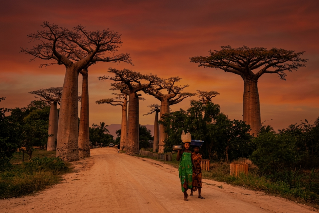 ALLÉE DES BAOBABS - MADAGASCAR