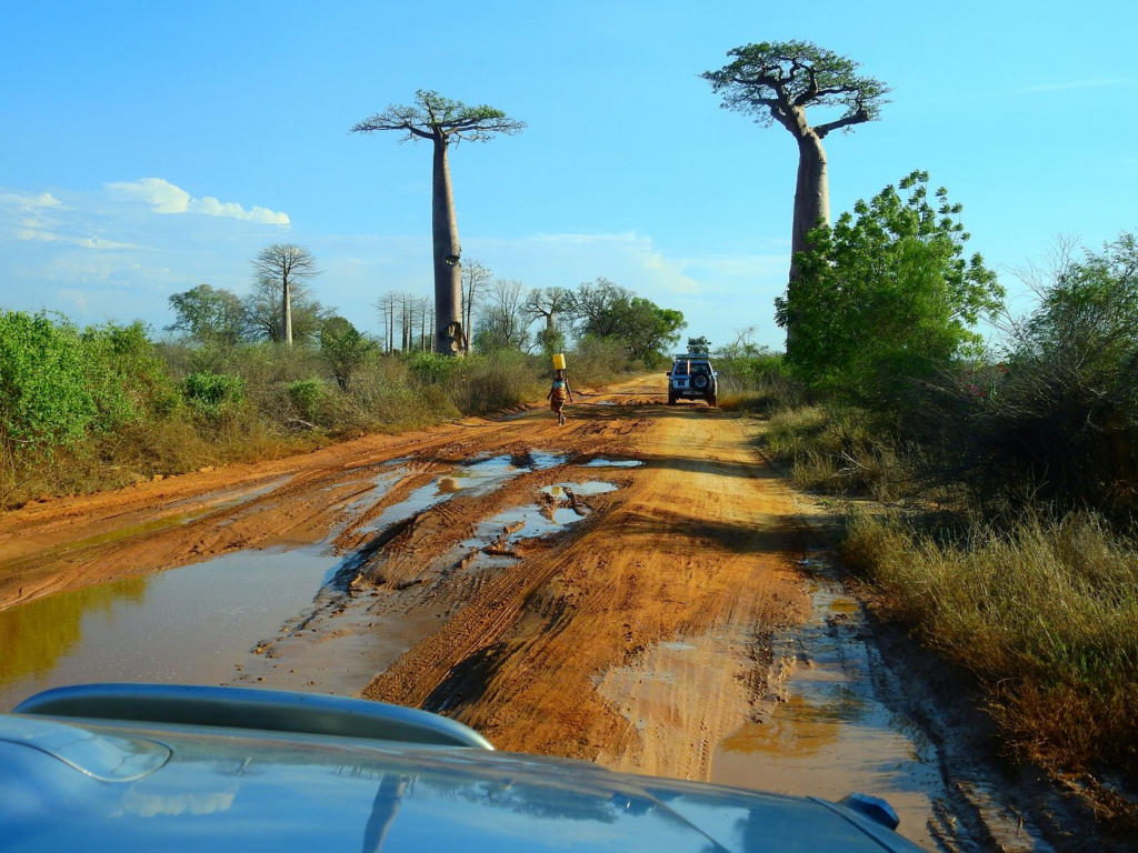 ALLÉE DES BAOBABS - MADAGASCAR