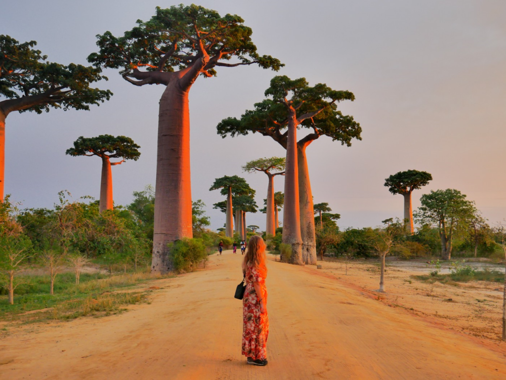 ALLÉE DES BAOBABS - MADAGASCAR