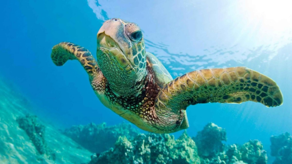 NOSY BE MADAGASCAR