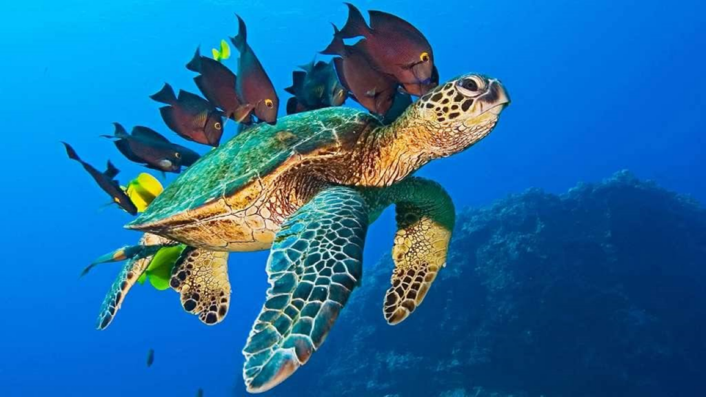 NOSY BE MADAGASCAR
